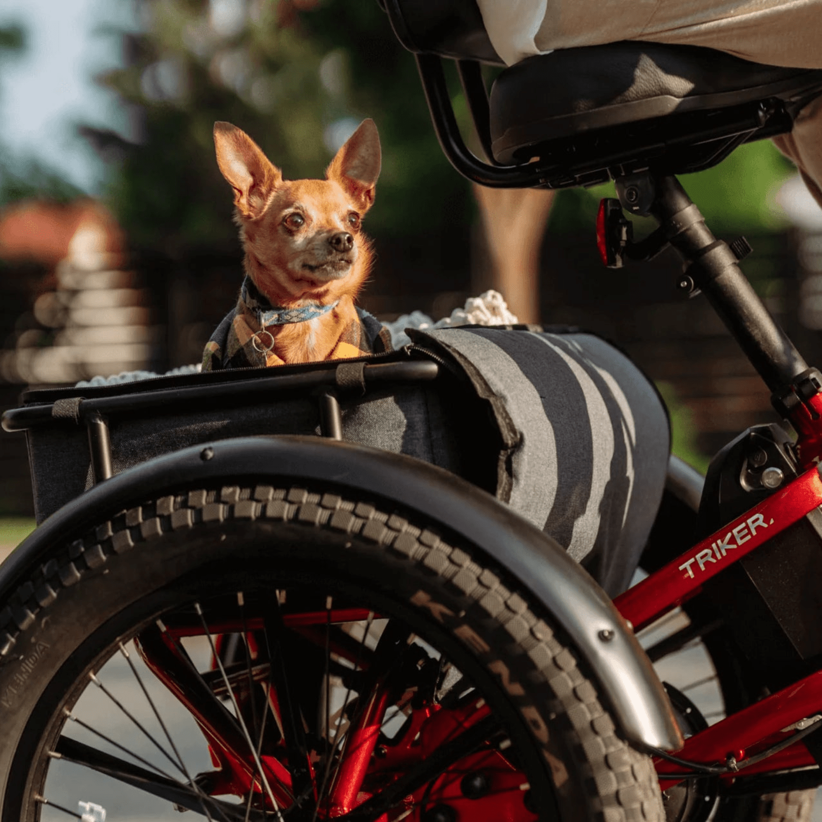 Velotric Triker Electric Tricycle - Buzzify - Triker (Folding) - Velotric