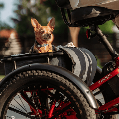 Velotric Triker Electric Tricycle - Buzzify - Triker (Folding) - Velotric